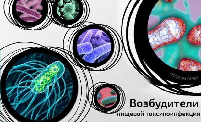 Пищевые токсикоинфекции - симптомы болезни, профилактика и лечение пищевых токсикоинфекций , причины заболевания и его диагностика на eurolab
