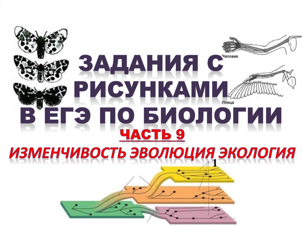 Виды мутаций