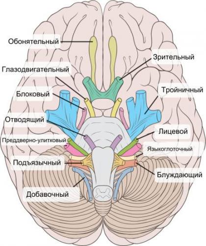Кохлеарный неврит: причины, симптомы и лечение