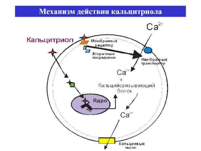 Какие у холестерина производные?