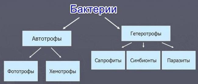 Паразиты в организме человека