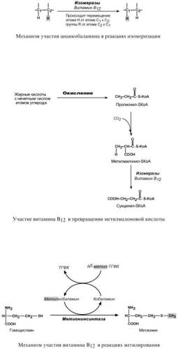 Витамин в12 (цианокобаламин): роль, потребность, нехватка, источники