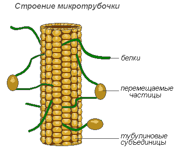 Строение клеток прокариот и эукариот