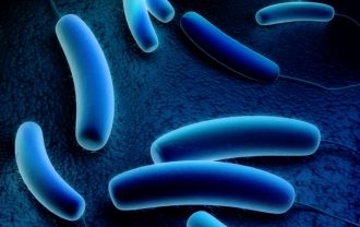 Бактериофаг клебсиелл пневмонии очищенный (bacteriophage klebsiella pneumoniae purified) инструкция по применению