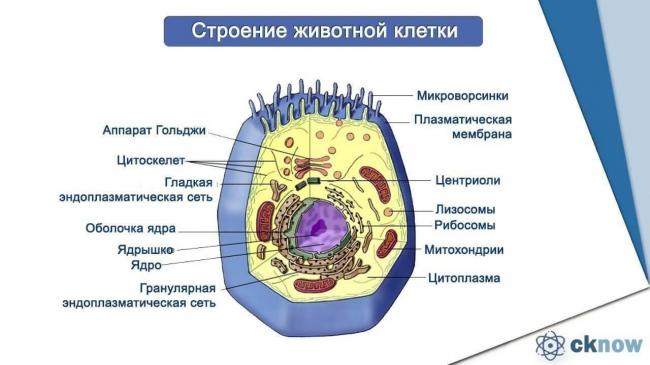 Чего не имеют бактерии: критично ли отсутствие органов