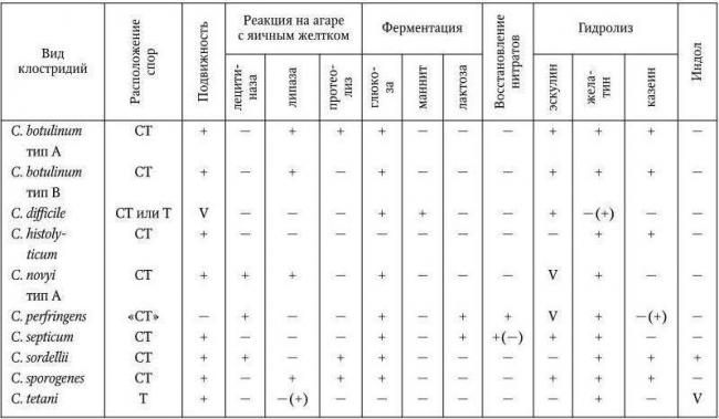 Особенности и применение маслянокислых бактерий