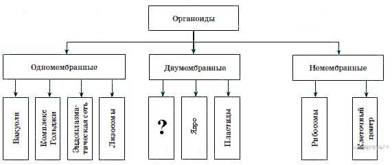 Кровеносная система человека:анатомия, строение и функции, патологии