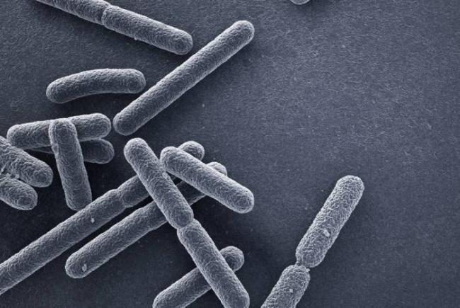 Escherichia coli 10/6 в моче - запись пользователя summer (id2122363) в сообществе благополучная беременность в категории анализы - babyblog.ru