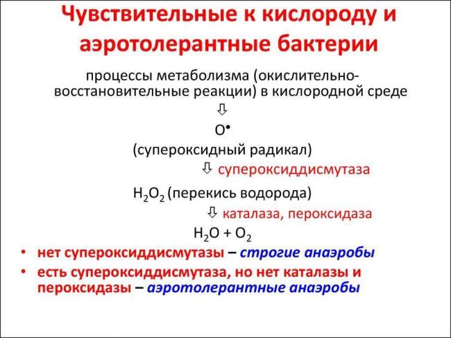 Любители тепла – термофильные свободноживущие бактерии