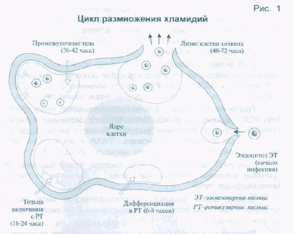 Chlamydia pneumoniae, iga, титр
