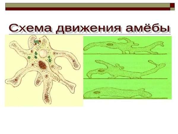 Акантамебиаз: причины, симптомы, диагностика, лечение
