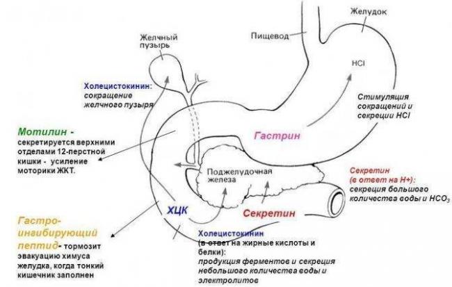 Бактерии в моче — что это значит у женщин, детей и беременных?