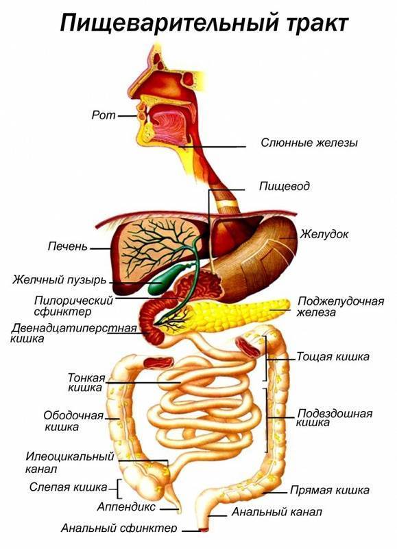 Фосфалюгель Phosphalugel - инструкция по применению