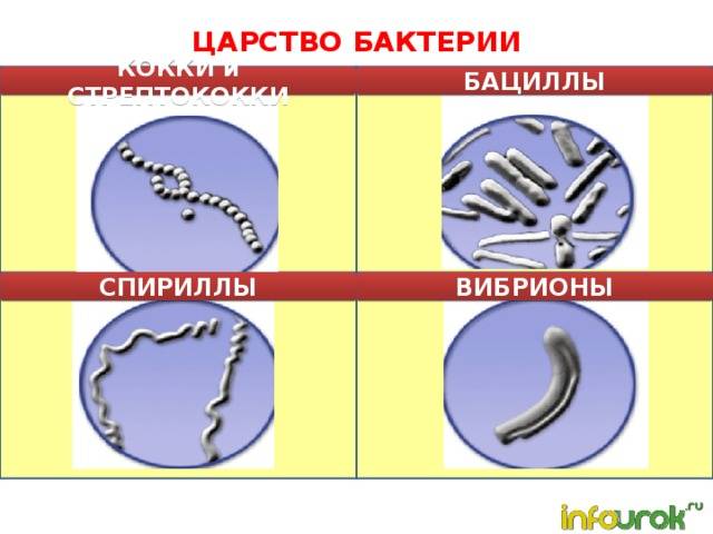 Бактерии такие разные: виды, формы, способы выживания