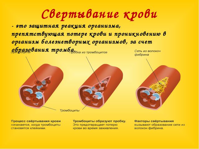 От анемии до тромбоцитов: 5 фактов о крови