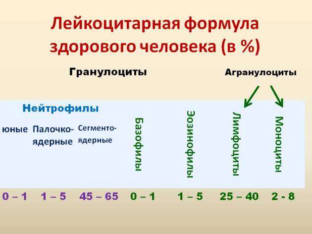 Нормальное значение соэ для женщин