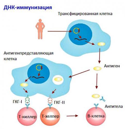 Выдержка из руководства по иммунологии.