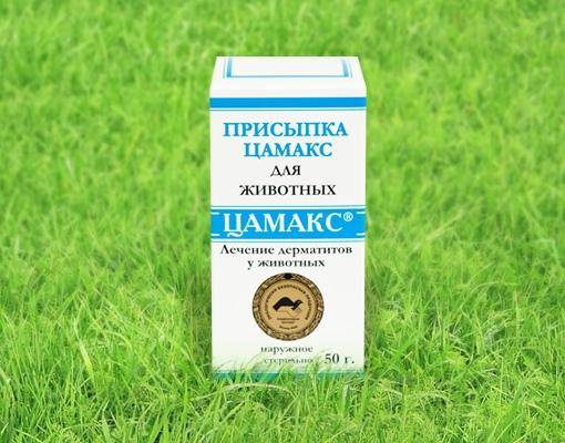 Обнаружена экзема у кошки: что это за недуг и как с ним бороться