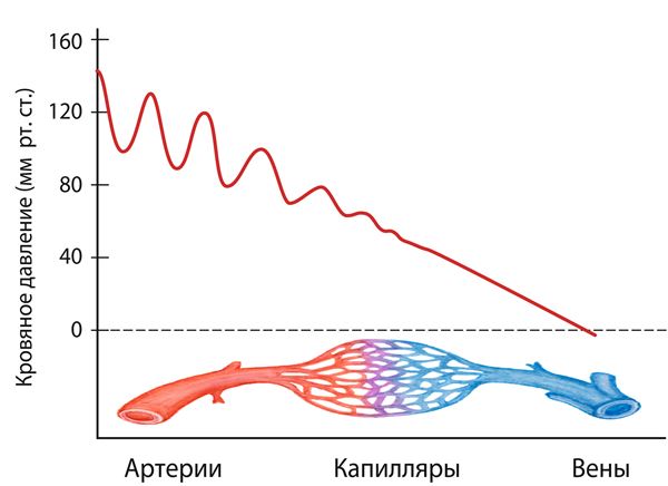 Тест по теме сердце и сосуды