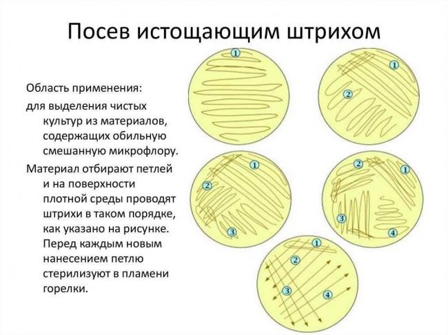 Микробиология дома: выращиваем полезные бактерии