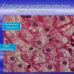 Какую функцию в печени выполняет гликоген?