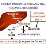 Какую функцию в печени выполняет гликоген?