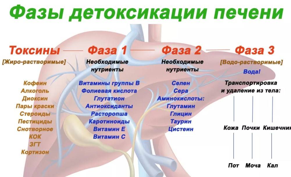 Детоксикация печени: что использовать из народных средств и препаратов?