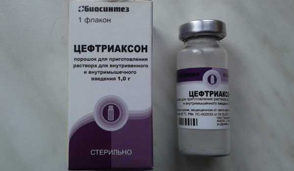 Укол собаке внутримышечно, подкожно, в холку, как сделать, куда колоть