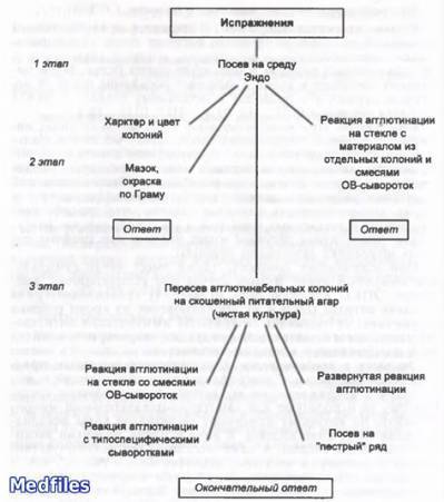 Кишечная палочка (escherichia coli, эшерихиоз): лечение, симптомы, бактерии группы, что убивает кишечную палочку, как она передается