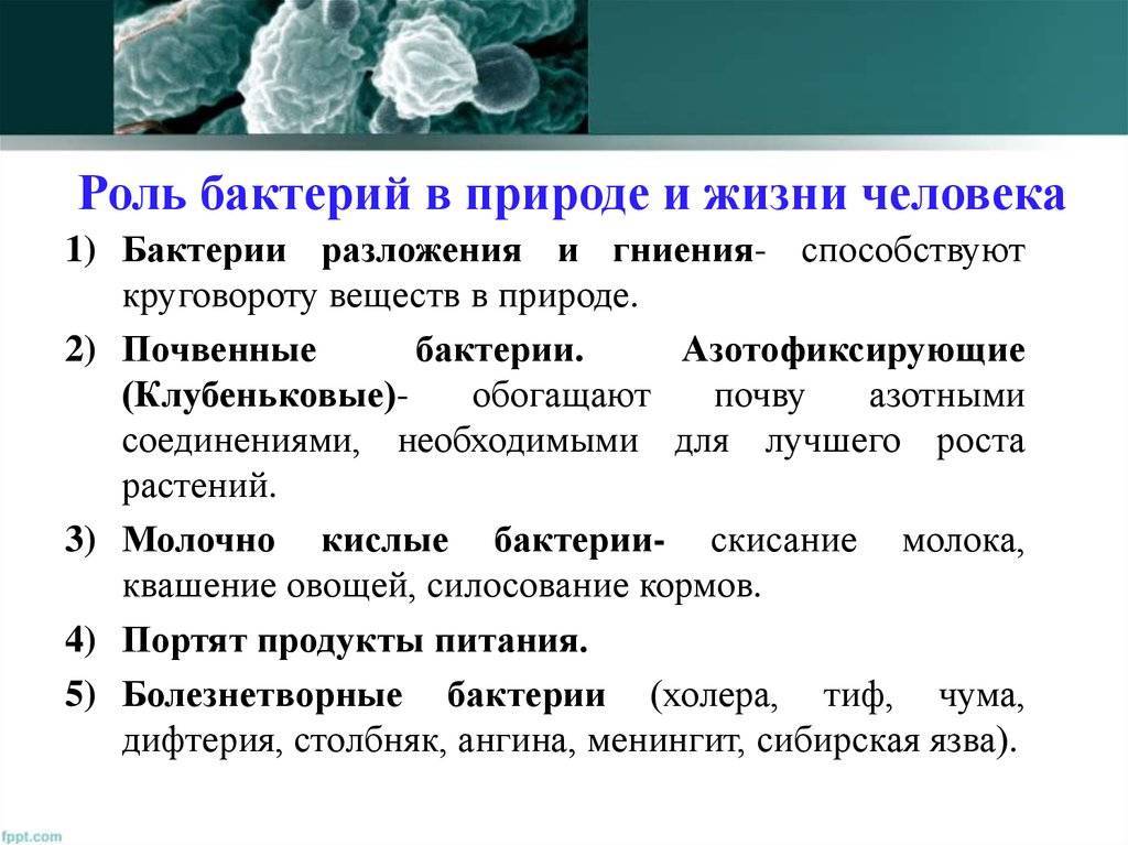 Насколько опасны бактерии и как от них защититься
