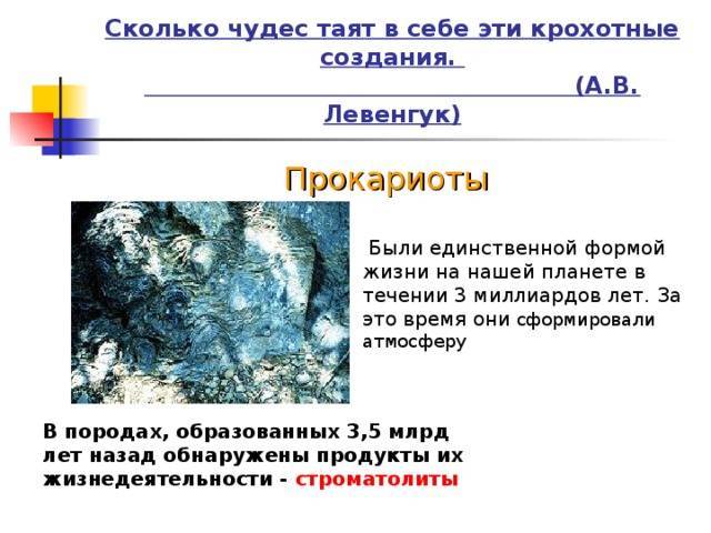 Где обитает большинство бактерий: самые популярные места