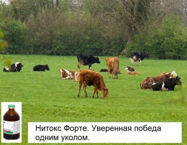 НИТОКС ФОРТЕ инструкция по применению