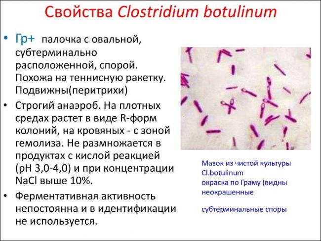 Причины и признаки избыточного развития патогенной флоры кишечника