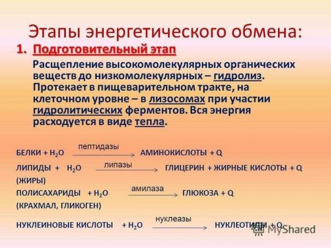 Презентация на тему: "метаболи́зм полный процесс превращения химических веществ в организме, обеспечивающих его рост, развитие, деятельность и жизнь в целом. словарь.". скачать бесплатно и без регистрации.
