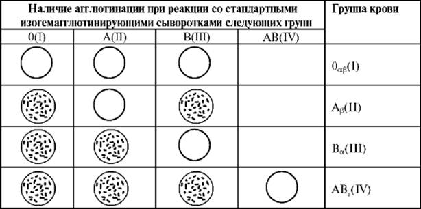 Лейкоциты