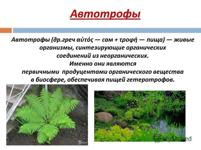 Автотрофы и гетеротрофы