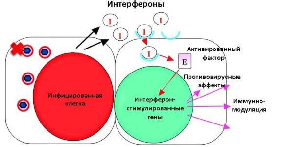 Ридостин - инструкция по применению, цена, аналоги, дозировка для взрослых и детей