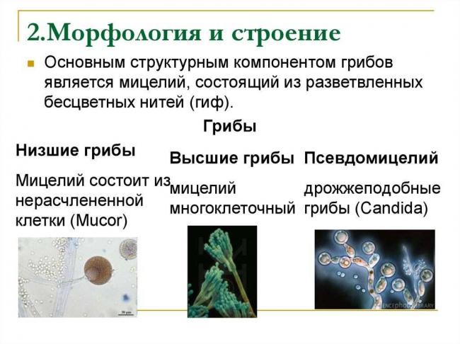 Разнообразие патогенных грибов: можем ли мы защититься от невидимого врага