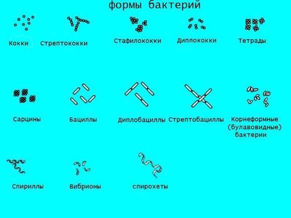Особенности бактерий-паразитов человека, профилактика болезней