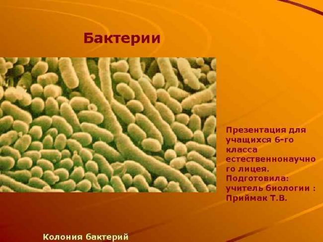 Где обитает большинство бактерий: самые популярные места