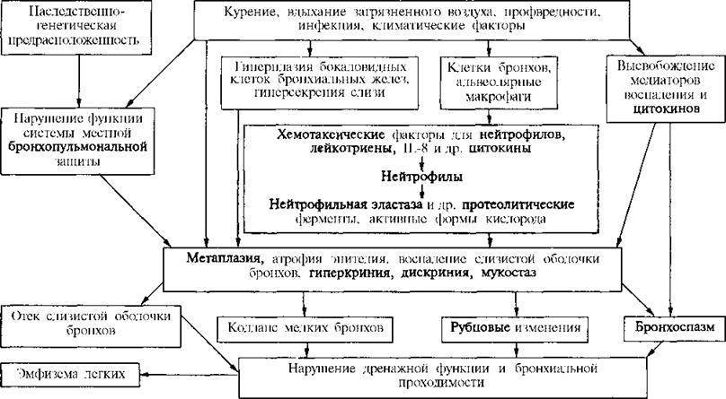 Особенности кашлевой формы бронхиальной астмы, причины, симптомы, лечение