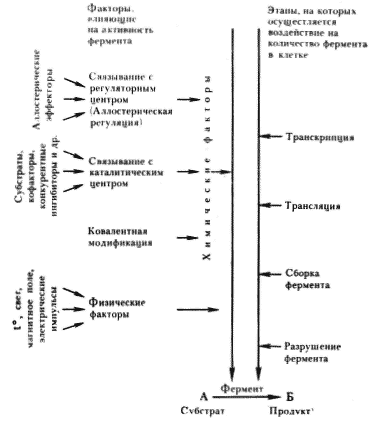 Для чего нужны ферменты бактериям, их польза и вред для человека