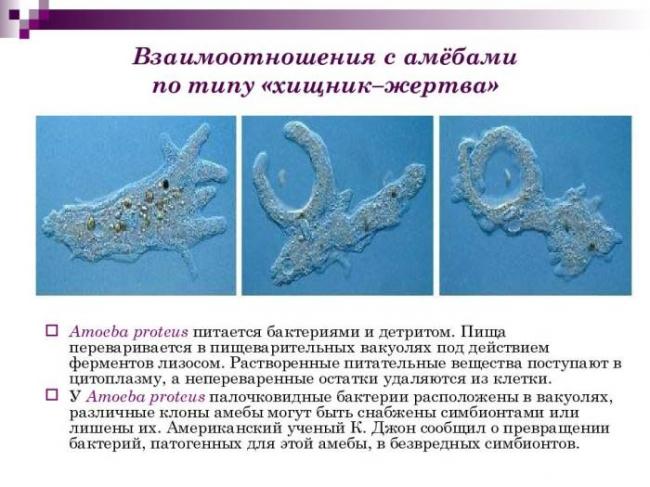 Амебиаз кишечника и внекишечные формы. дизентерийная амеба. симптомы. лечение. много фото