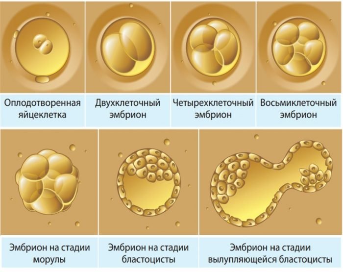 1 неделя беременности после зачатия