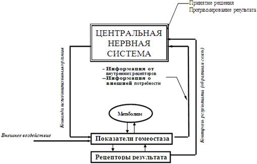 Гомеостаз — википедия