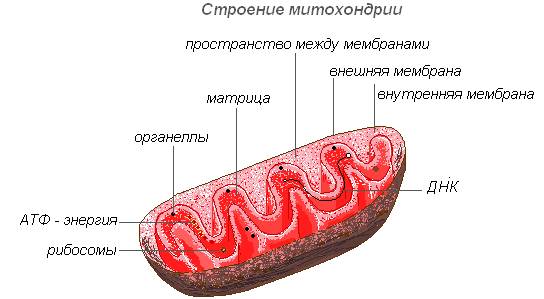 Строение клеток прокариот и эукариот