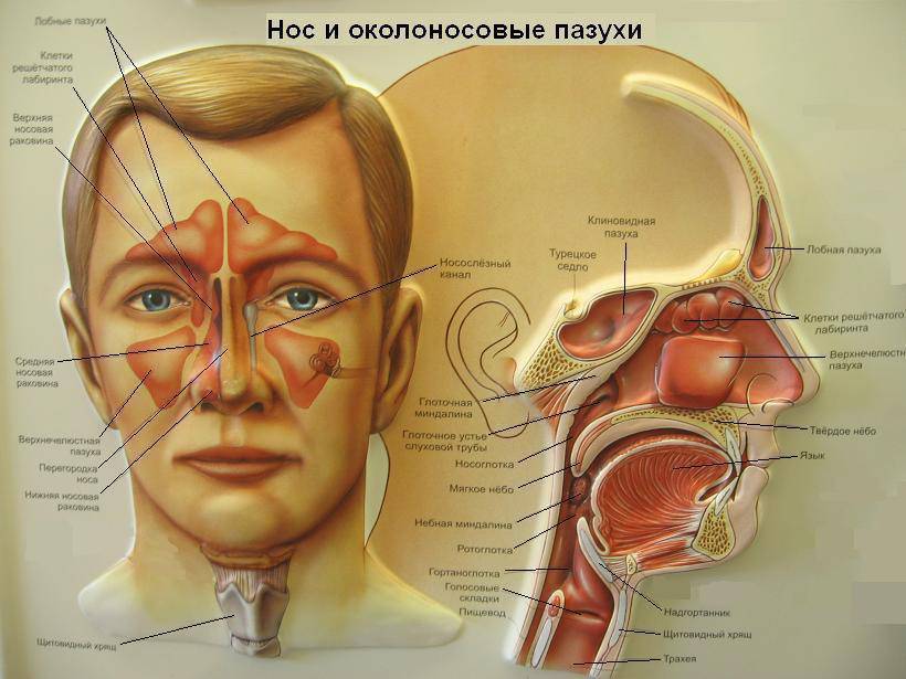 Лечим фронтит быстро в домашних условиях