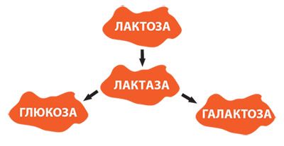 Лактулоза - инструкция по применению, аналоги, отзывы, цена