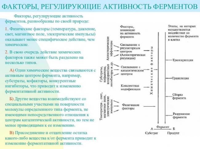 Для чего нужны ферменты бактериям, их польза и вред для человека