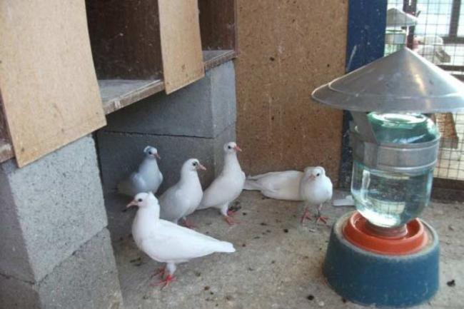 БАЙТРИЛ 5 инструкция по применению